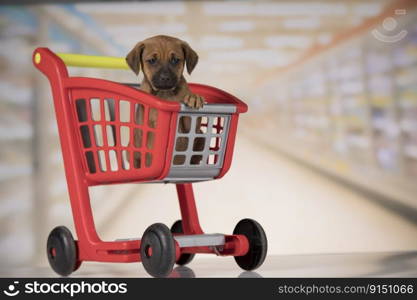 Puppy in a shopping cart