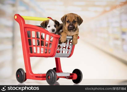 Puppy in a shopping cart