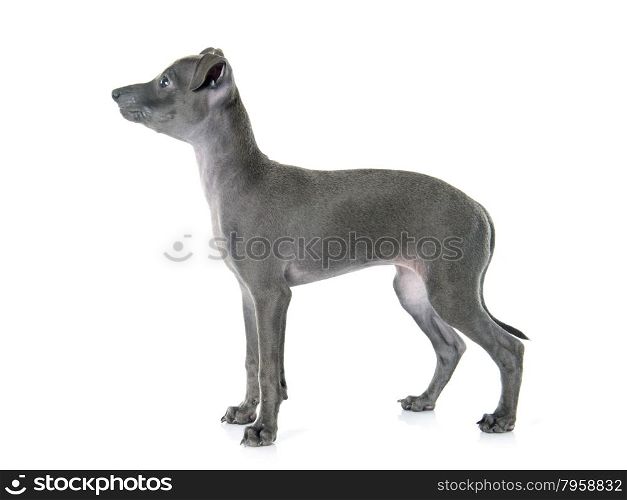 puppy italian greyhound in front of white background