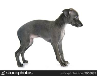 puppy italian greyhound in front of white background