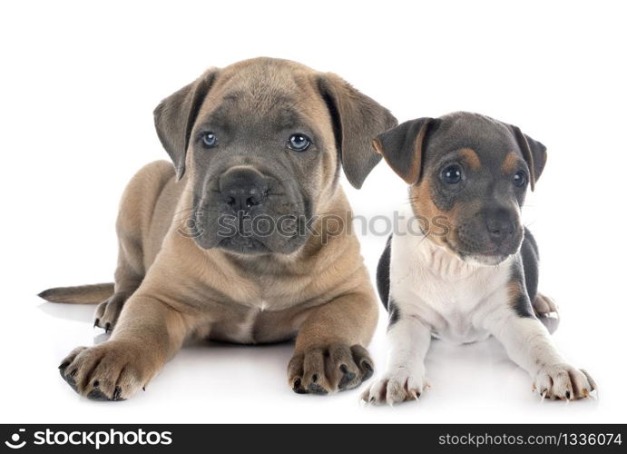 puppy italian mastiff and brazilian terrier in front of white background