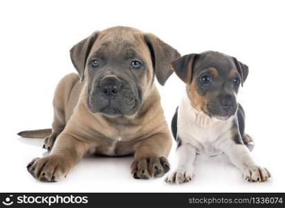 puppy italian mastiff and brazilian terrier in front of white background