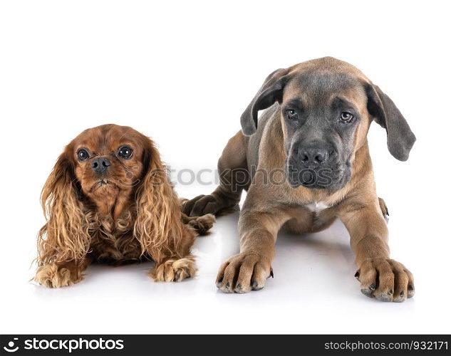 puppy italian mastiff and cavalier king charles in front of white background