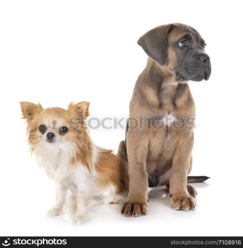 puppy italian mastiff and chihuahua in front of white background