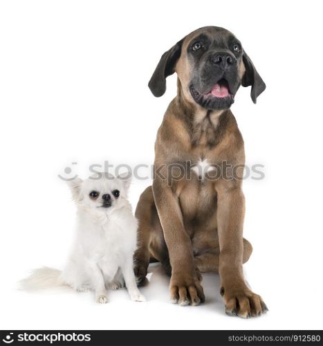 puppy italian mastiff and chihuahua in front of white background