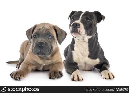 puppy italian mastiff and staffie in front of white background