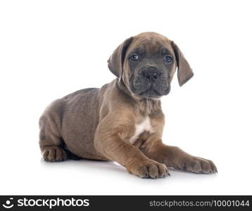 puppy italian mastiff in front of white background