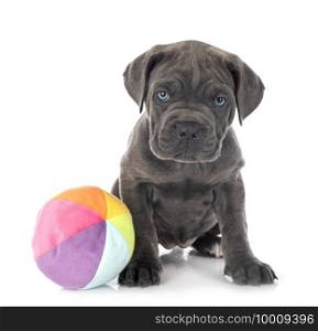 puppy italian mastiff in front of white background