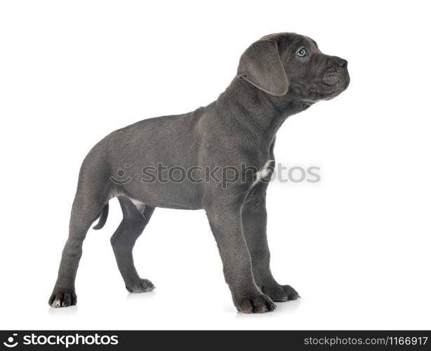 puppy italian mastiff in front of white background