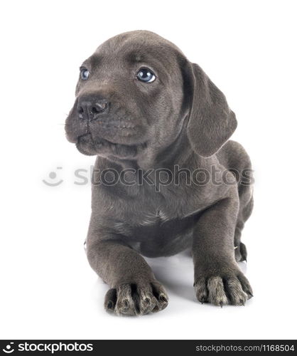 puppy italian mastiff in front of white background