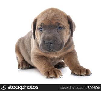 puppy italian mastiff in front of white background