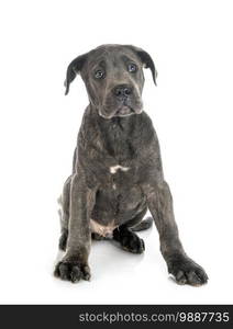 puppy italian mastiff in front of white background