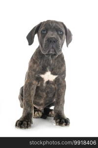 puppy italian mastiff in front of white background