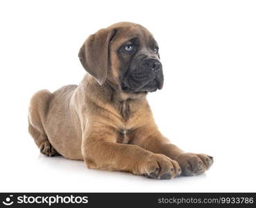 puppy italian mastiff in front of white background