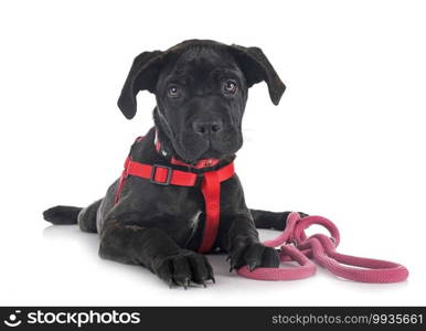 puppy italian mastiff in front of white background