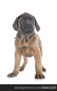 puppy italian mastiff in front of white background