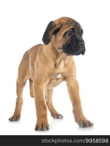 puppy italian mastiff in front of white background