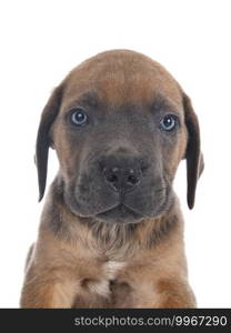 puppy italian mastiff in front of white background