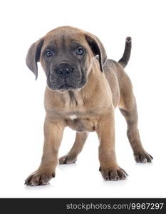 puppy italian mastiff in front of white background