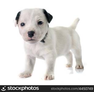 puppy jack russel terrier in front of white background
