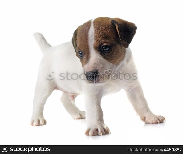 puppy jack russel terrier in front of white background