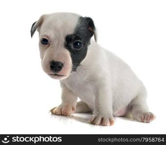 puppy jack russel terrier in front of white background