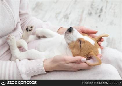Puppy Jack Russell dog sleeping Terier the hands