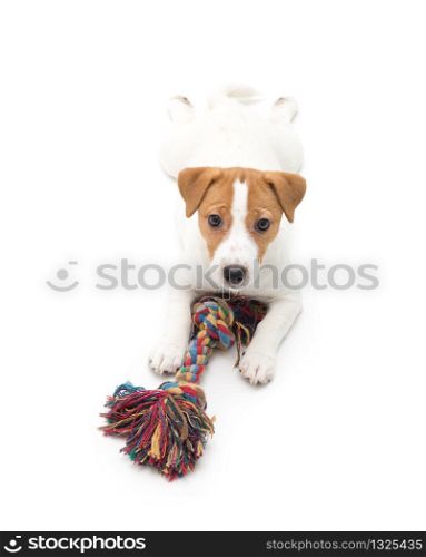 Puppy Jack russell terrier. Small adorable doggy with funny fur stains.