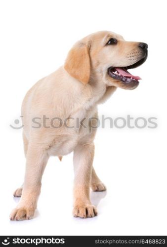 puppy labrador retriever in front of white background