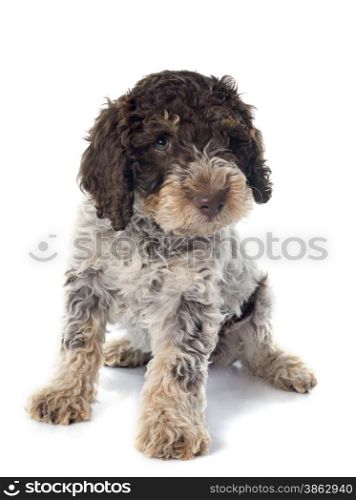 puppy lagotto romagnolo in front of white background