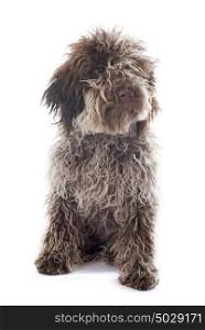 puppy Lagotto Romagnolo in front of white background