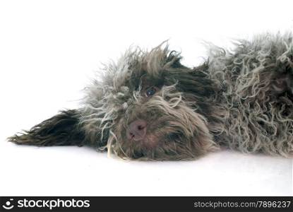 puppy Lagotto Romagnolo in front of white background