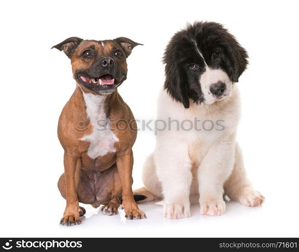 puppy landseer and staffie in front of white background