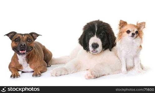 puppy landseer, chihuahua and staffie in front of white background
