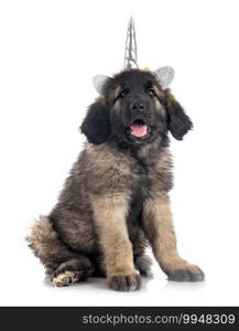 puppy Leonberger in front of white background