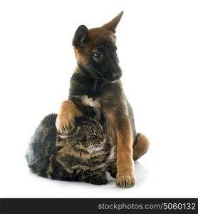 puppy malinois and maine coon in front of white background
