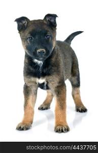 puppy malinois in front of white background
