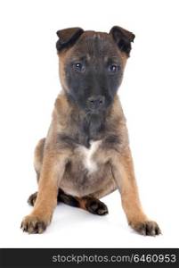 puppy malinois in front of white background