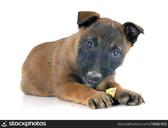 puppy malinois in front of white background