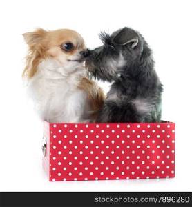 puppy Miniature Schnauzer and chihuahua in front of white background