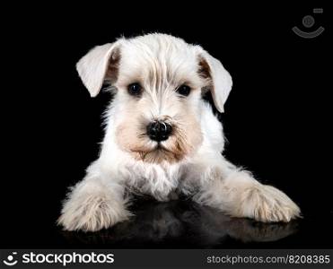 puppy miniature schnauzer in front of black background