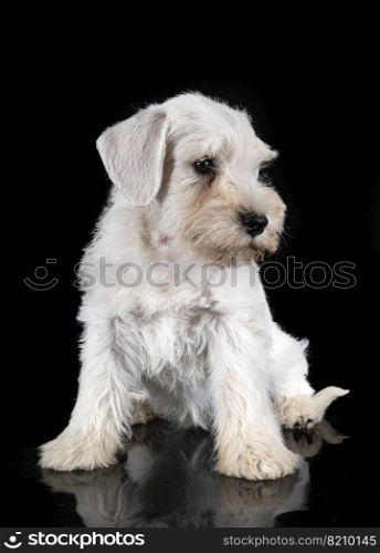 puppy miniature schnauzer in front of black background