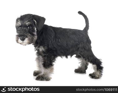 puppy miniature schnauzer in front of white background