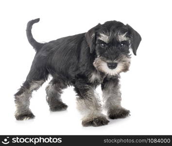 puppy miniature schnauzer in front of white background