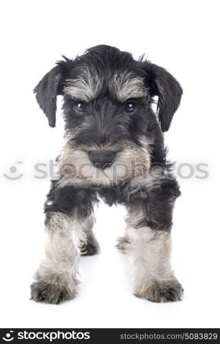 puppy miniature schnauzer in front of white background