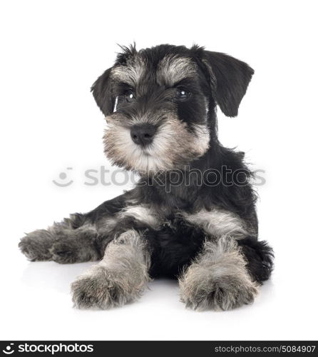 puppy miniature schnauzer in front of white background