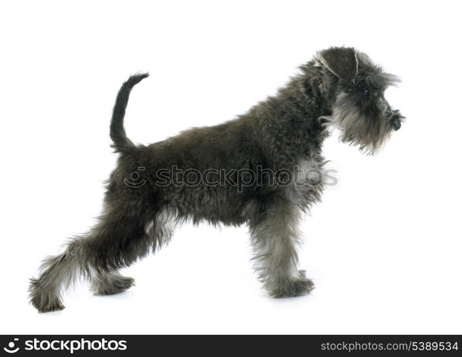 puppy Miniature Schnauzer in front of white background