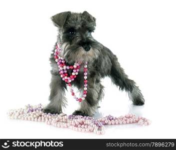 puppy Miniature Schnauzer in front of white background