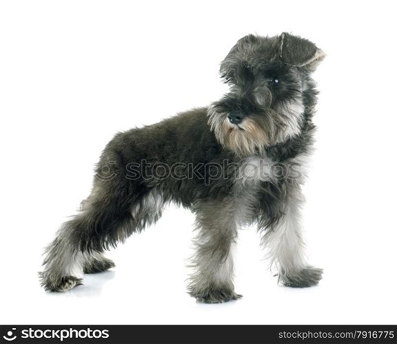 puppy Miniature Schnauzer in front of white background