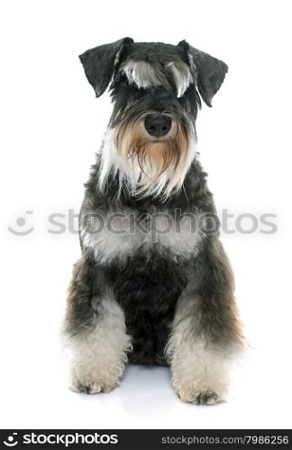 puppy miniature schnauzer in front of white background